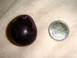 Comparing the size of a “kyohou” grape to a quarter