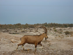 Friendly (greedy) ibex in Mitzpe Ramon