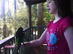 My daughter Emily feeding the parrots at Karri Valley, in Pemberton (down south)
