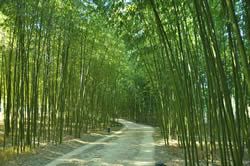 The Ulsan Bamboo Forest. 