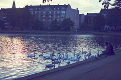 The beautiful city lake with so many swans that I call it the Swan Lake