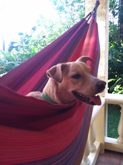 My adopted island doggie, Lina, just hangin out in the hammock. She used to live at a gas station on the island, so a friend suggested we name her Lina for gasolina. She smiles a lot. And while we were gone for 6 weeks our friend taught her to fist bump. It's pretty fantastic.