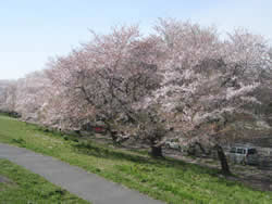 I enjoy taking Cherry Blossom photos every year