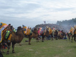 cultural events are eye-opening -- I bet you didn't even KNOW that camels wrestled!