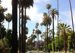 Unmistakably Beverly Hills: palm-tree lined streets