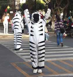 Sucre has its very own zebra road wardens to help you cross the road safely
