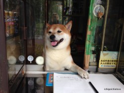 Shiba dog working at a tobacco store in Tokyo