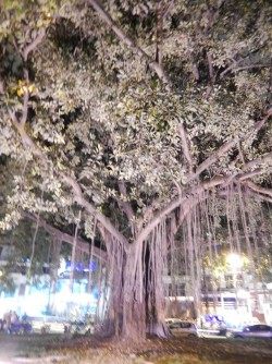 Beautiful big tree at Parque del Perro