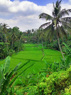 Rice fields. Ubud, Bali