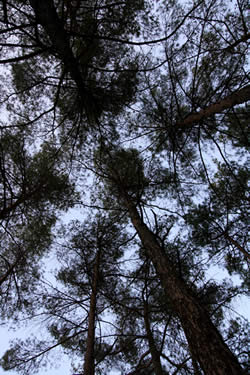 Under the towering trees in Troodos Mountains