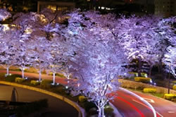 Sakura by night / Tokyo