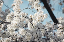 Washington Cherry Blossoms