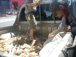 Reaping what we sowed