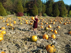 Our first experience of picking our own pumpkins at the pumpkin patch, Remlinger Farm