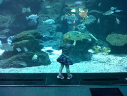 The shopping malls have so much to offer! Especially Dubai mall!