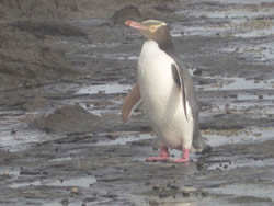 A yellow-eyed penguin Nicola photographed