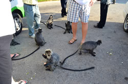 Friendly Silverleaf Monkeys in Malaysia