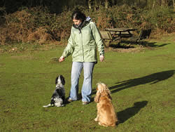 Cheryl walking her dogs through the countryside
