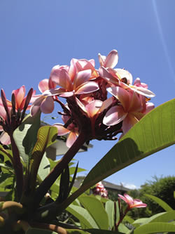 Frangipani flowers in the garden. Christmas Day 2012
