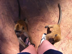 Monkeying around on Langkawi, just a short flight from Singapore