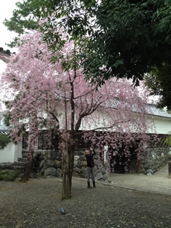 Taking photos of the cherry blossoms in Ogaki 