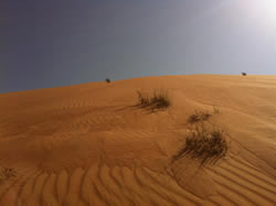 Desert at Wahiba Sands