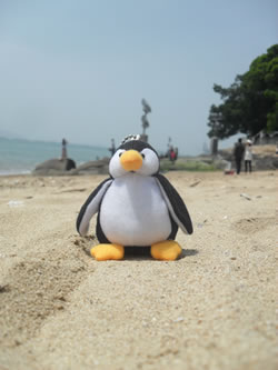 Penguin on the beach