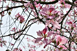 Spring in Chiayi is beautiful!