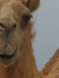 There are many opportunities to get up close and personal with camels
