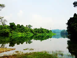 Tranquil MacRitchie Reservoir, just down the road, is one of my favourite walks