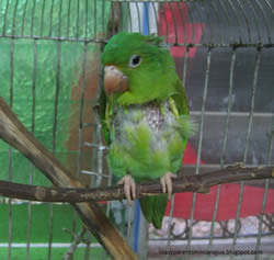 Pancho our orange chinned parakeet