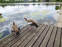 Ducks in Hyde Park