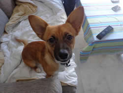 Our adopted dog Cooper