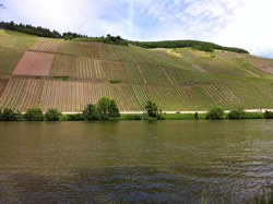 Vineyards and The Mosel