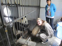 Volunteering at the BiFeng Panda Center