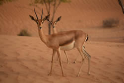 Gazelles in the desert