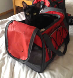 Pixie preparing for her first international Flight