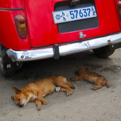 Dog day afternoon in Addis
