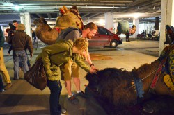 We came across a parking garage full of camels in Bodrum. We watched the camel wrestling event the next day.