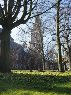 Spring appearing by the Martinitoren, Groningen