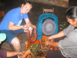 Wife Andrea making blood and cabbage sausage with some of the women in town. Without much refrigeration in town, most animals have to be processed right away into dried pieces or fried chunks, or sausage that can be cooked later.