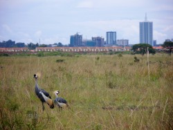 Nairobi National Park
