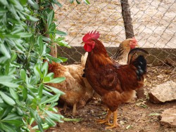 Our rooster