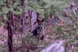 Wallaby spotted on Kawau Island, New Zealand