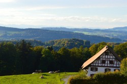 Swiss countryside, complete with cows.