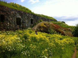 Suomenlinna is beautiful year round but especially when the wild flowers bloom in spring