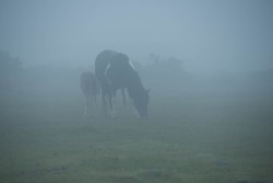 Wild ponies on the moor, in the fog