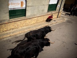 Bull run in the streets of our town