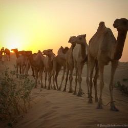 Camels on desert safari