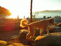 Spanish Banks and our golden doodle in the afternoon sun